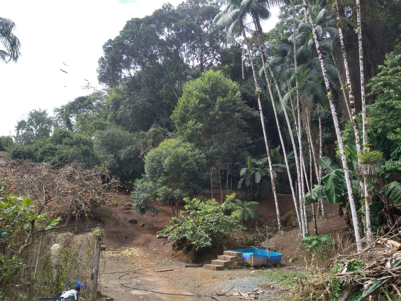 CHACARA BAIRRO MORRO SÃO JOÃO EM CANANEIA