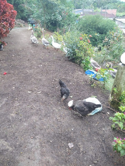 CHACARA BAIRRO MORRO SÃO JOÃO EM CANANEIA